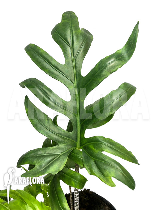 Alocasia brancifolia &lsquo;S&rsquo;