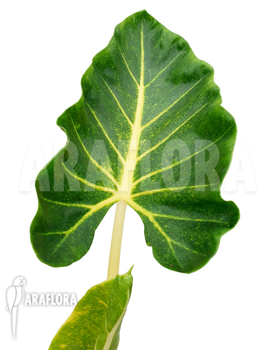 Alocasia macrorrhizos &lsquo;New Guinea Gold&rsquo;
