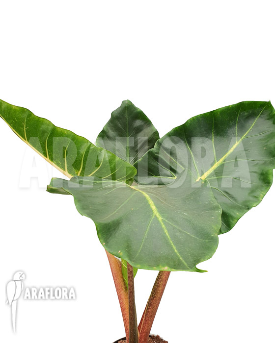 Alocasia macrorrhizos &lsquo;New Guinea Gold&rsquo;