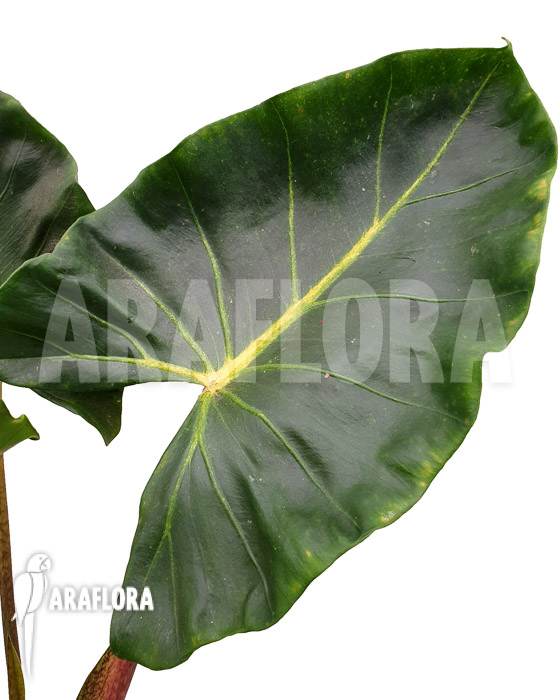 Alocasia macrorrhizos &lsquo;New Guinea Gold&rsquo;