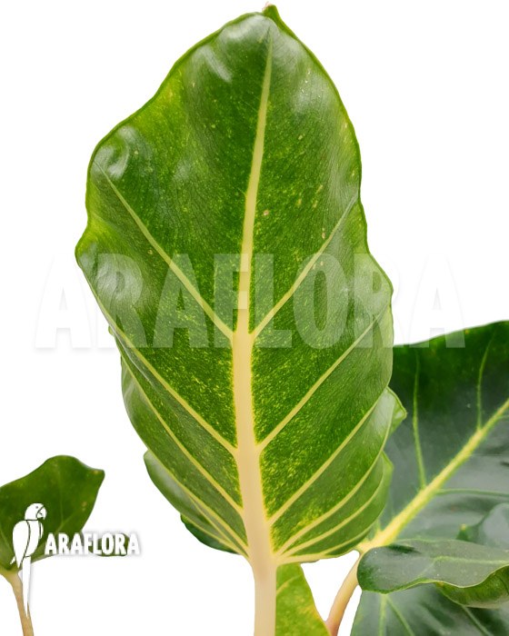 Alocasia macrorrhizos &lsquo;New Guinea Gold&rsquo;