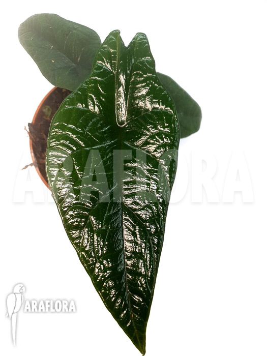 Alocasia scalprum