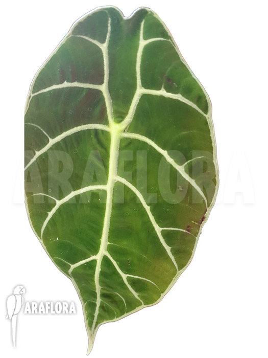 Alocasia watsoniana