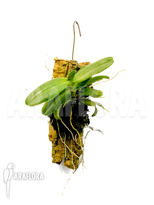Angraecum equitanis