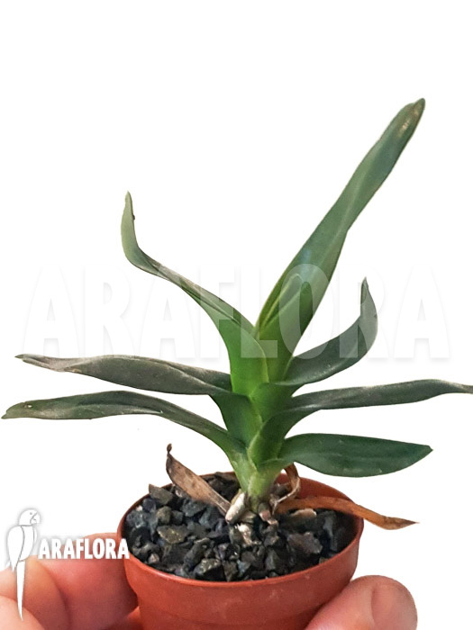 Angraecum sesquipedale &lsquo;starter&rsquo;