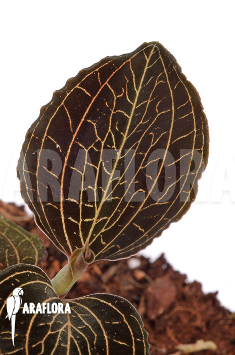 Anoectochilus burmanicus