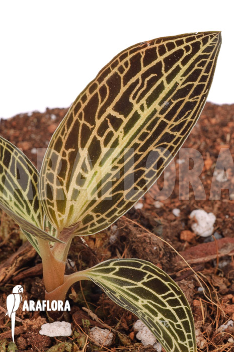 Anoectochilus siamensis x Dossinia marmorata