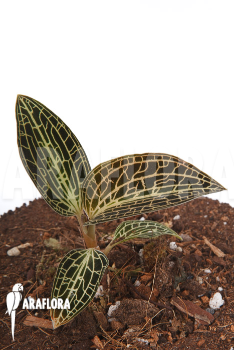 Anoectochilus siamensis x Dossinia marmorata