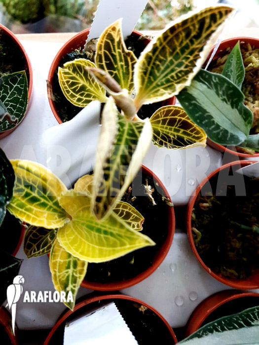 Anoectochilus-siamensis-x-Macodes-petola-3