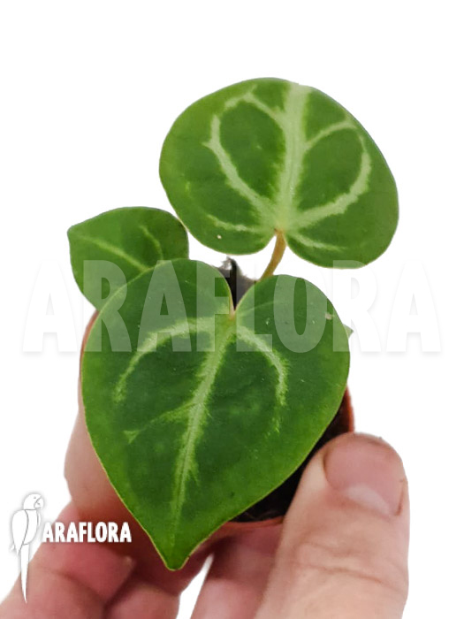 Anthurium crystallinum &lsquo;silver blush&rsquo;