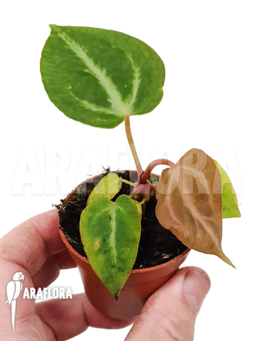 Anthurium crystallinum &lsquo;silver blush&rsquo;