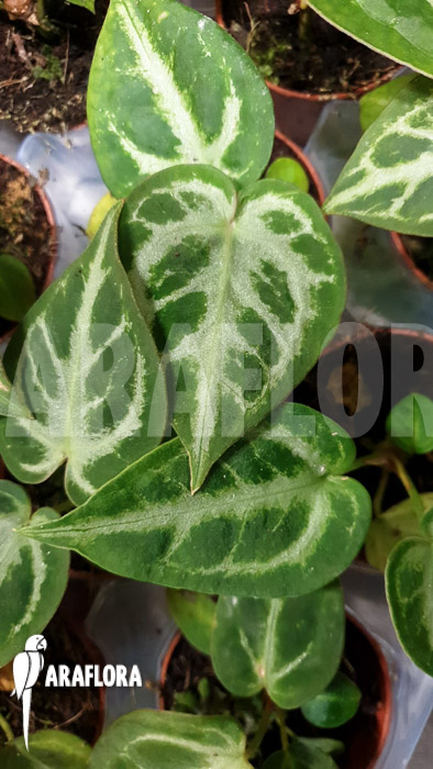 Anthurium crystallinum &lsquo;silver blush&rsquo;