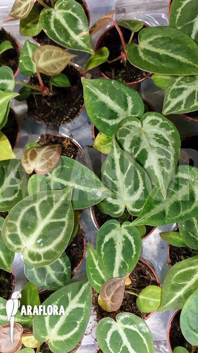 Anthurium crystallinum &lsquo;silver blush&rsquo;