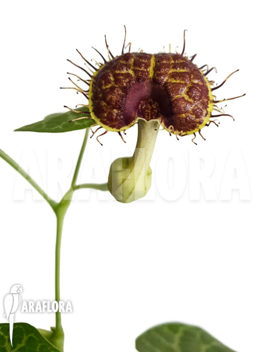 Aristolochia fimbriata