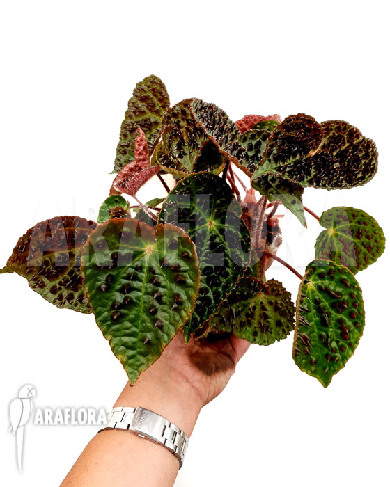 Begonia ferox &lsquo;XL&rsquo;