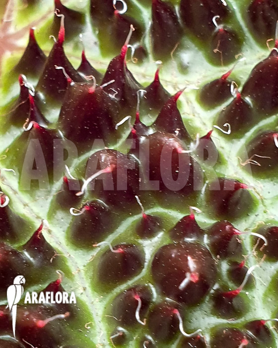 Begonia ferox &lsquo;XL&rsquo;