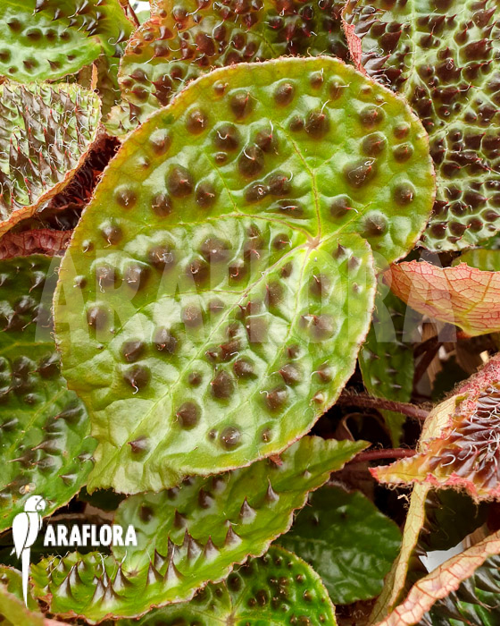 Begonia ferox &lsquo;XL&rsquo;