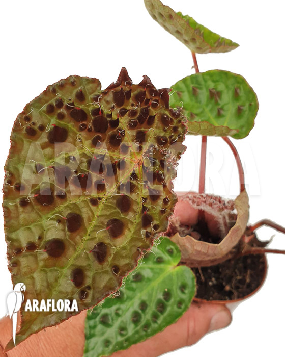 Begonia ferox &lsquo;starter&rsquo;