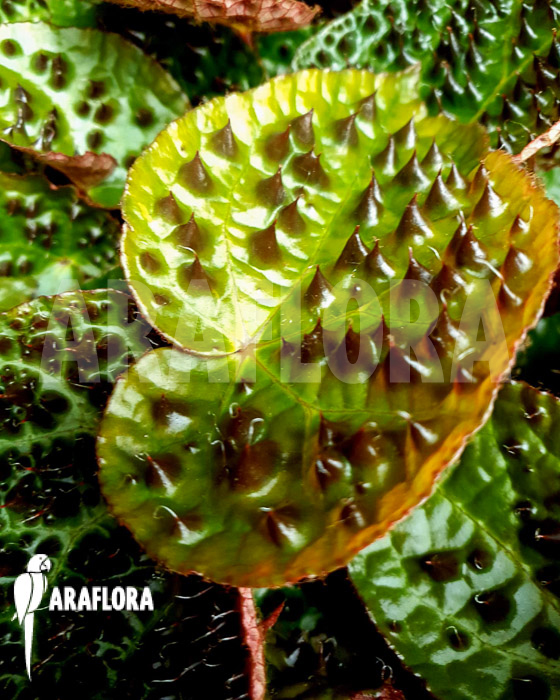 Begonia ferox &lsquo;starter&rsquo;
