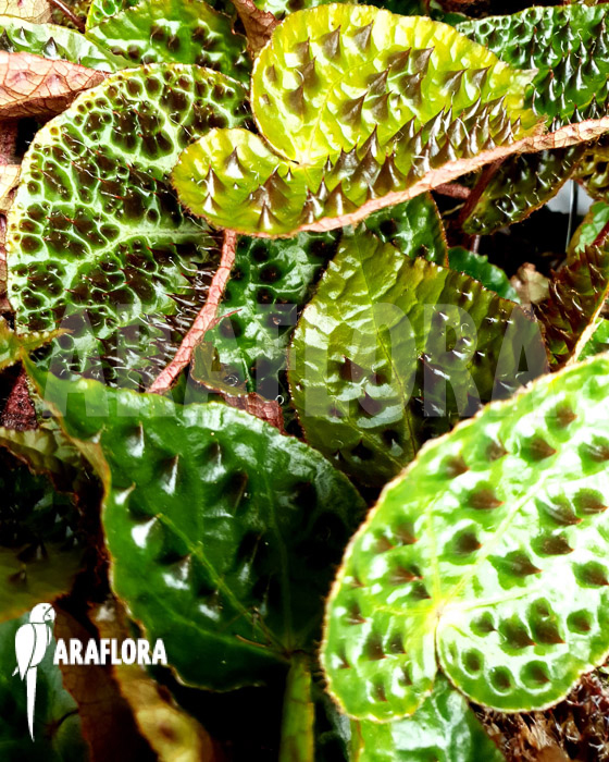 Begonia ferox &lsquo;starter&rsquo;