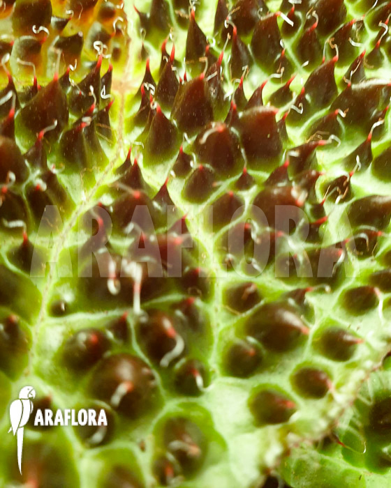 Begonia ferox &lsquo;starter&rsquo;