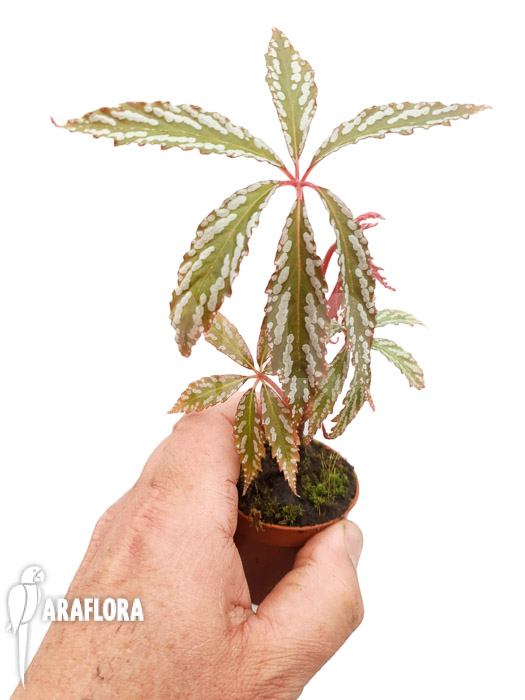 Begonia hemsleyana &lsquo;M&rsquo;