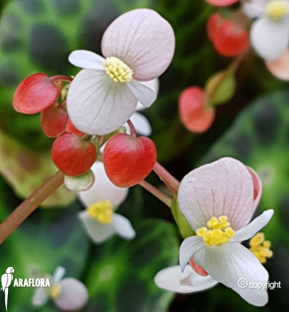 Begonia kingiana-14
