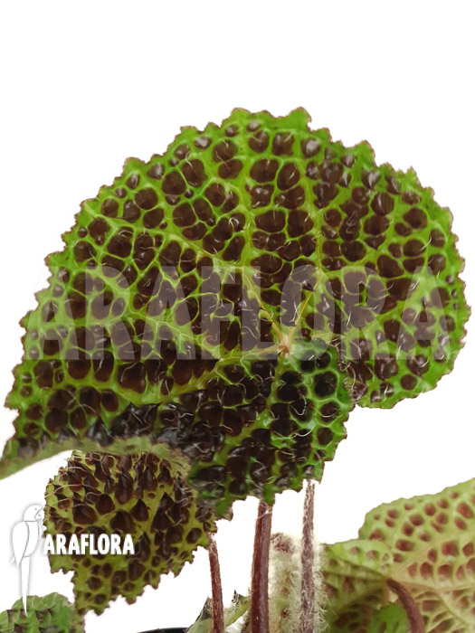 Begonia melanobullata