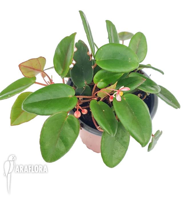 Begonia schulzei &lsquo;Starter&rsquo;2