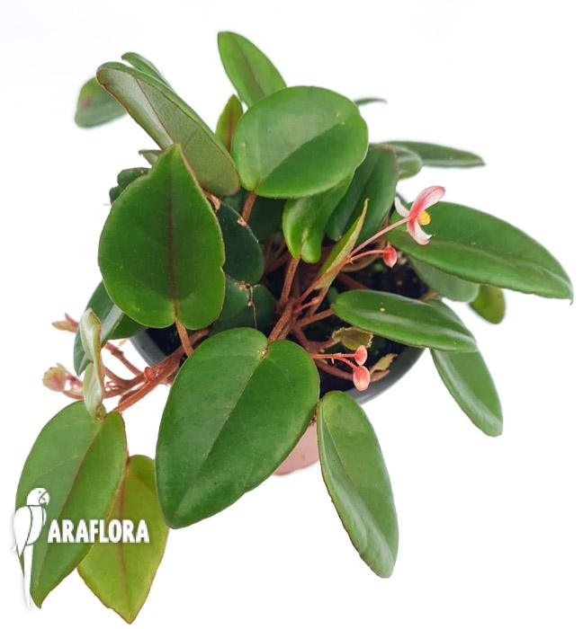 Begonia schulzei &lsquo;Starter&rsquo;3