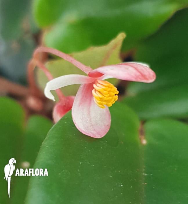 Begonia schulzei &lsquo;Starter&rsquo;4