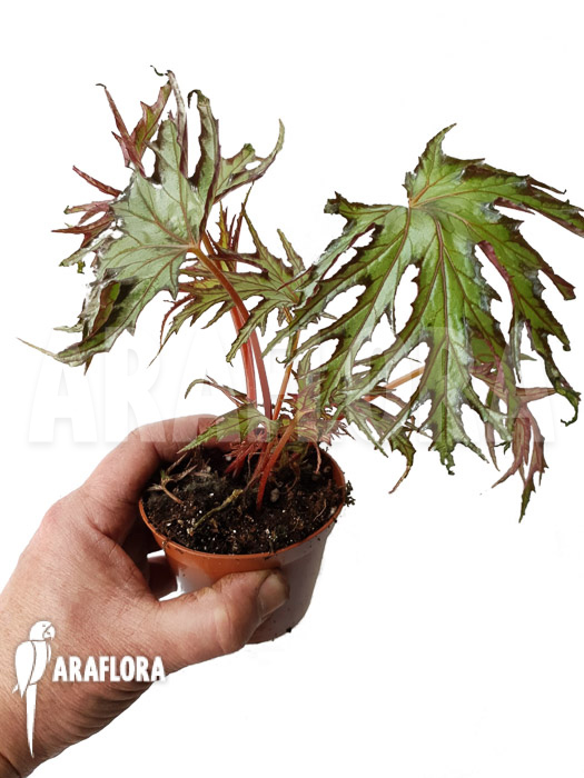 Begonia sp &lsquo;India U614&rsquo;