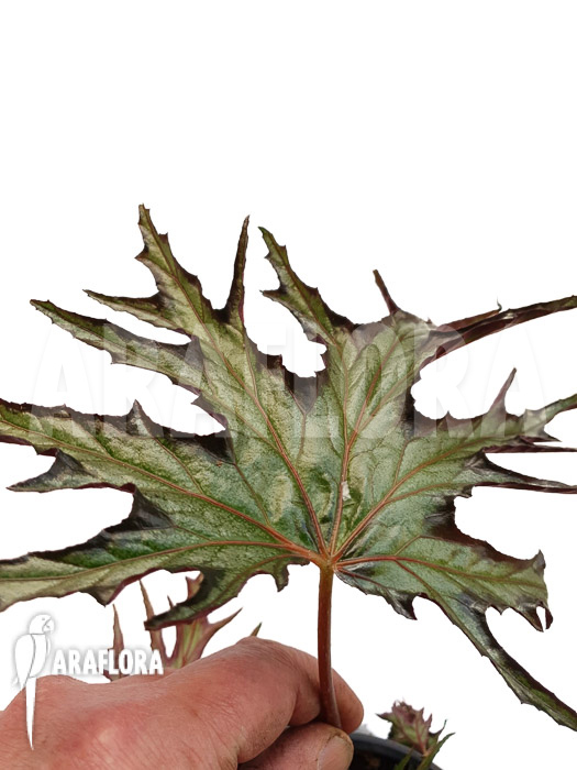 Begonia sp &lsquo;India U614&rsquo;