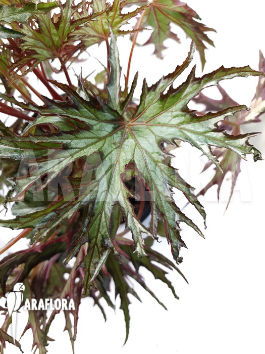 Begonia sp &lsquo;India U614&rsquo;