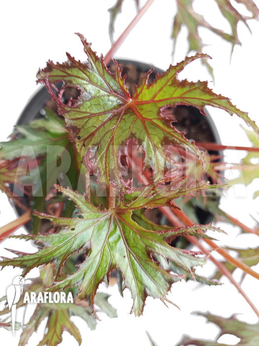 Begonia sp &lsquo;India U614&rsquo;