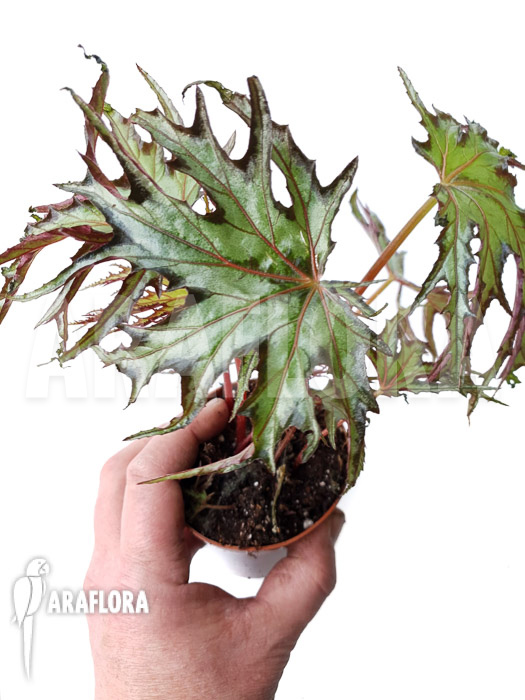 Begonia sp &lsquo;India U614&rsquo;