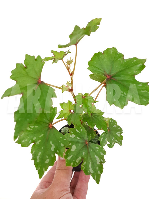 Begonia sp South-Africa