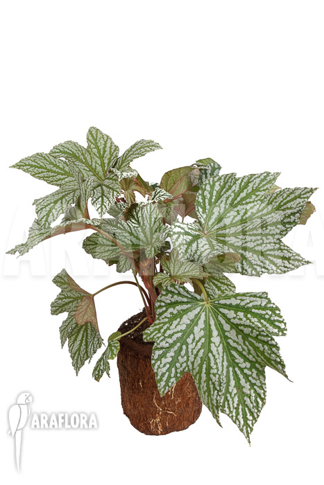 Begonia x &lsquo;Silver Maples&rsquo;