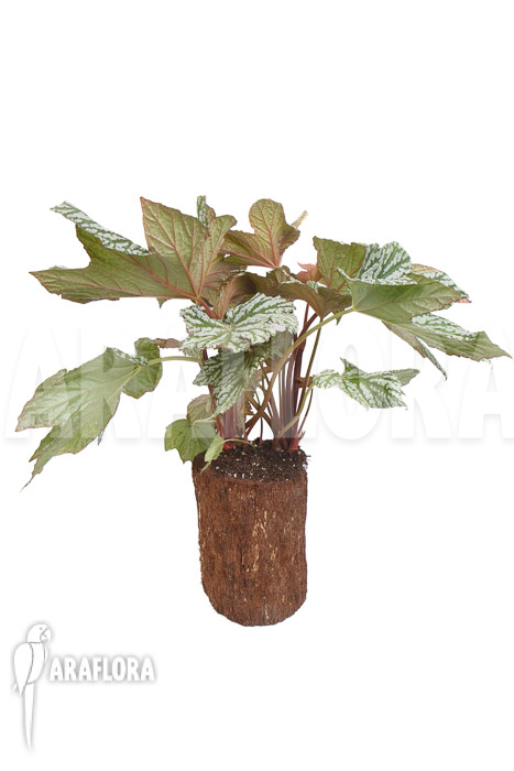 Begonia x &lsquo;Silver Maples&rsquo;