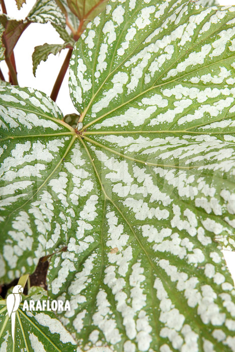 Begonia x &lsquo;Silver Maples&rsquo;
