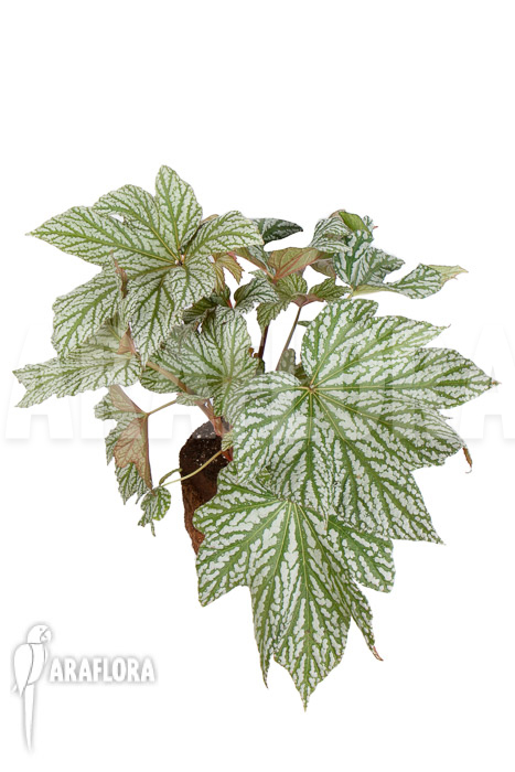 Begonia x &lsquo;Silver Maples&rsquo;