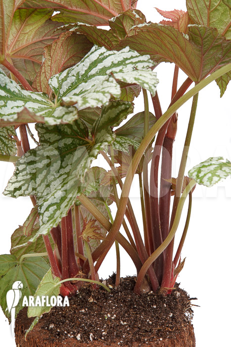 Begonia x &lsquo;Silver Maples&rsquo;