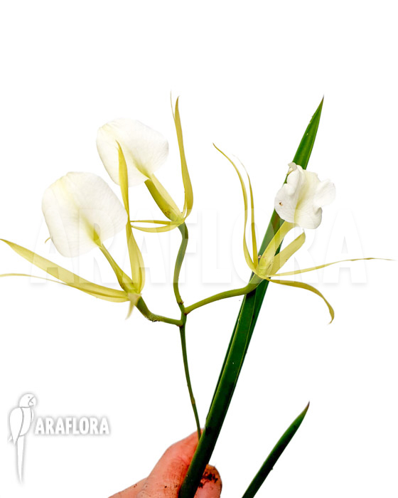 Brassavola nodosa &lsquo;lady of the night&rsquo;