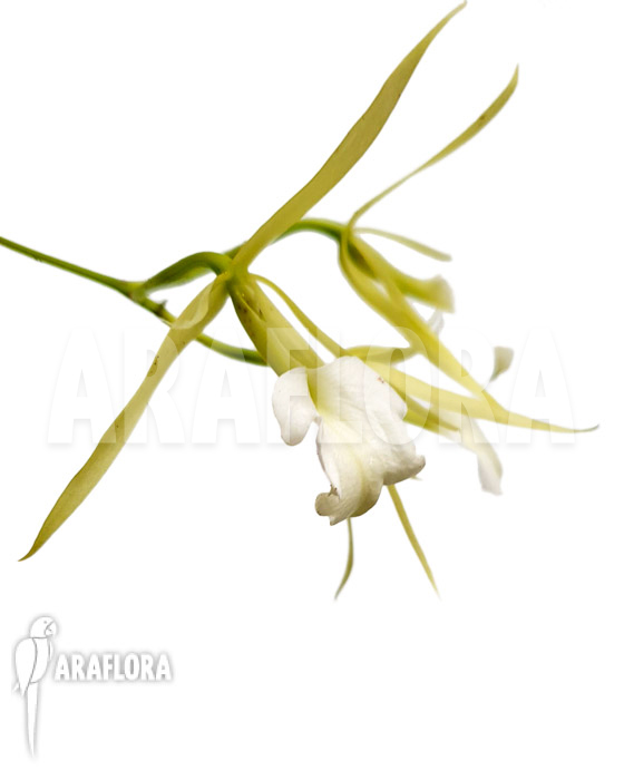 Brassavola nodosa &lsquo;lady of the night&rsquo;