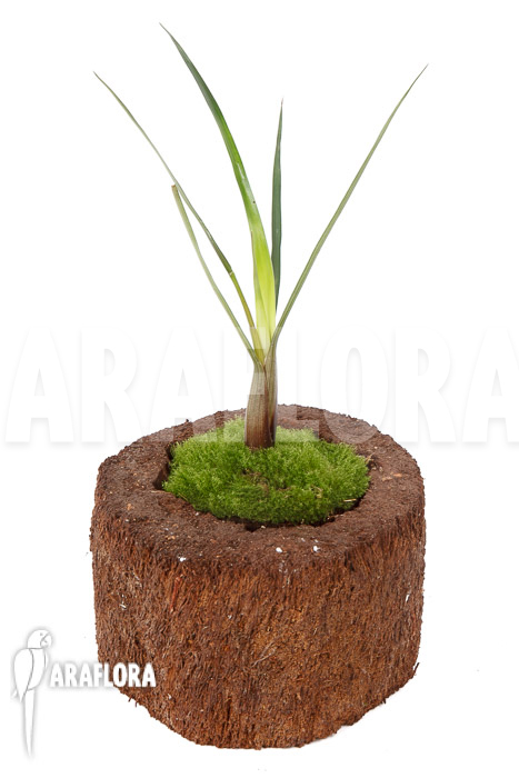 Brocchinia acuminata (Acapan)