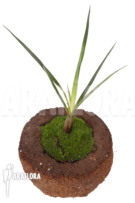 Brocchinia acuminata (Acapan)