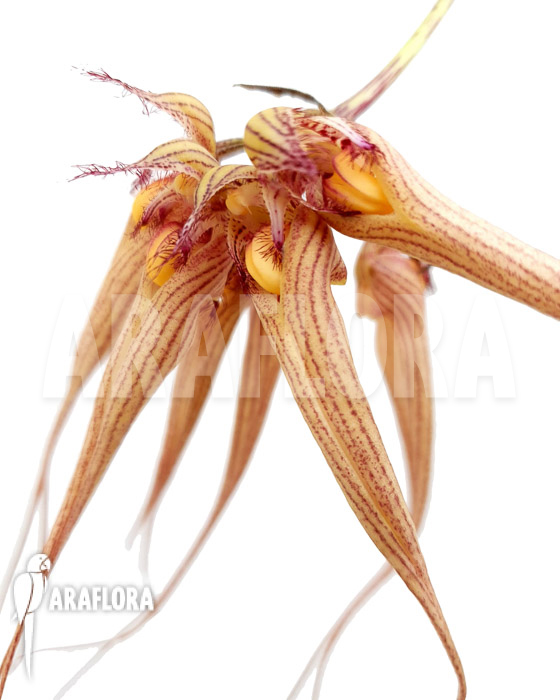 Bulbophyllum &lsquo;Louis Sander&rsquo;