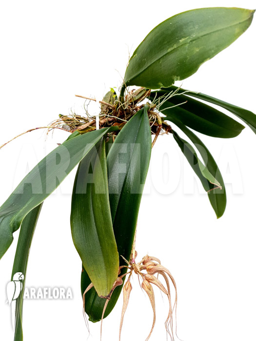 Bulbophyllum &lsquo;Louis Sander&rsquo;
