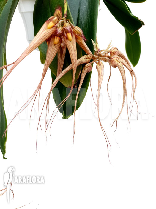 Bulbophyllum &lsquo;Louis Sander&rsquo;