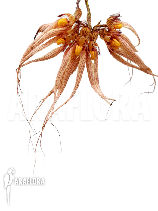 Bulbophyllum &lsquo;Louis Sander&rsquo;